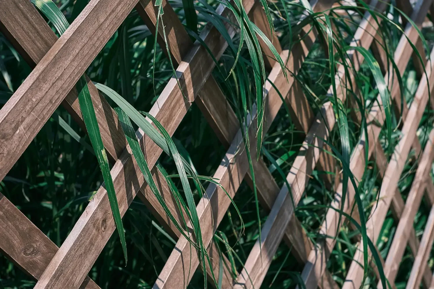 Beautiful and functional trellis ideas for climbing plants