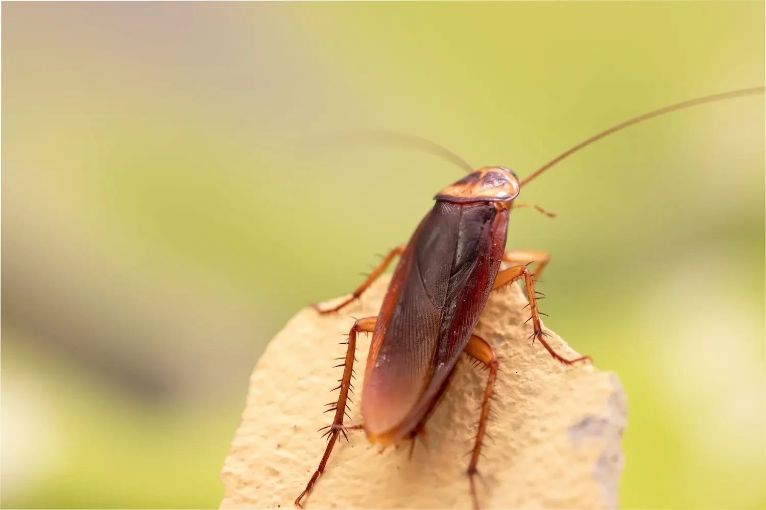 Palmetto Bugs in Your Home? Here is How to Get Rid of Them for Good