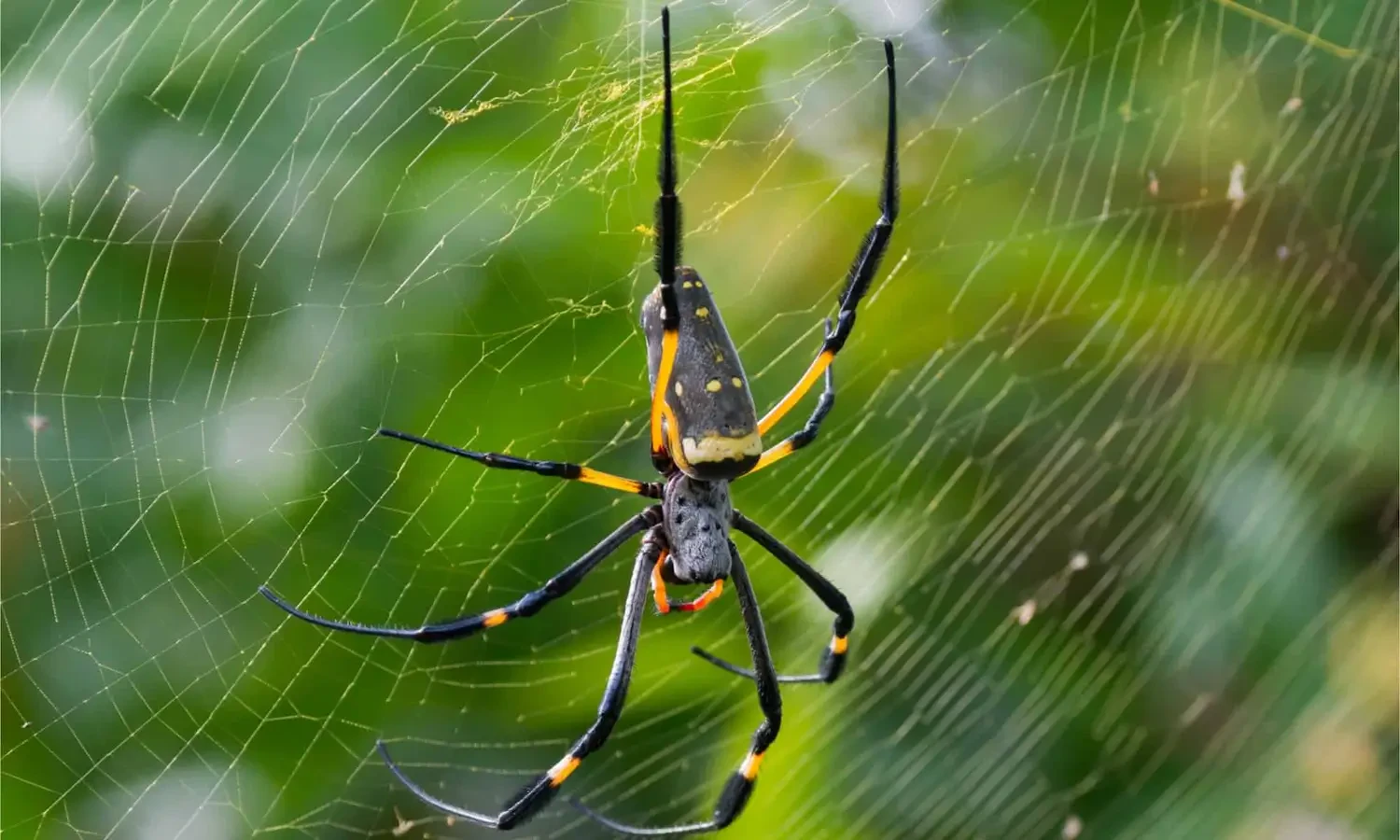 Banana spiders in the garden: What to know and when to worry