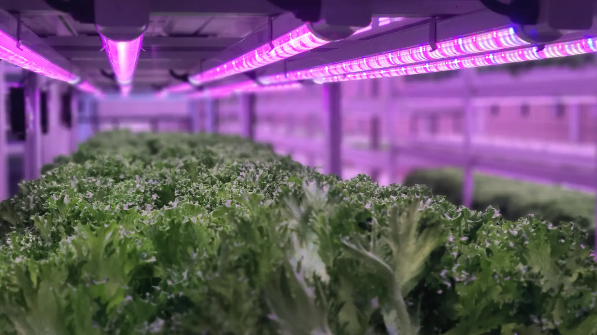 Advanced Lighting and Controls: Growing Smarter Indoors