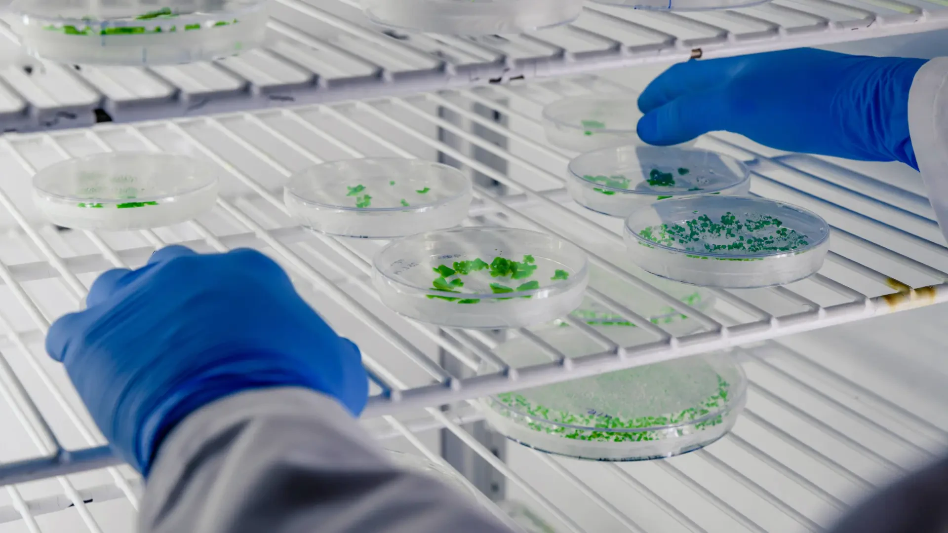 Revolutionizing Freeze Drying: Innovative Solutions for Superior Crop Preservation
