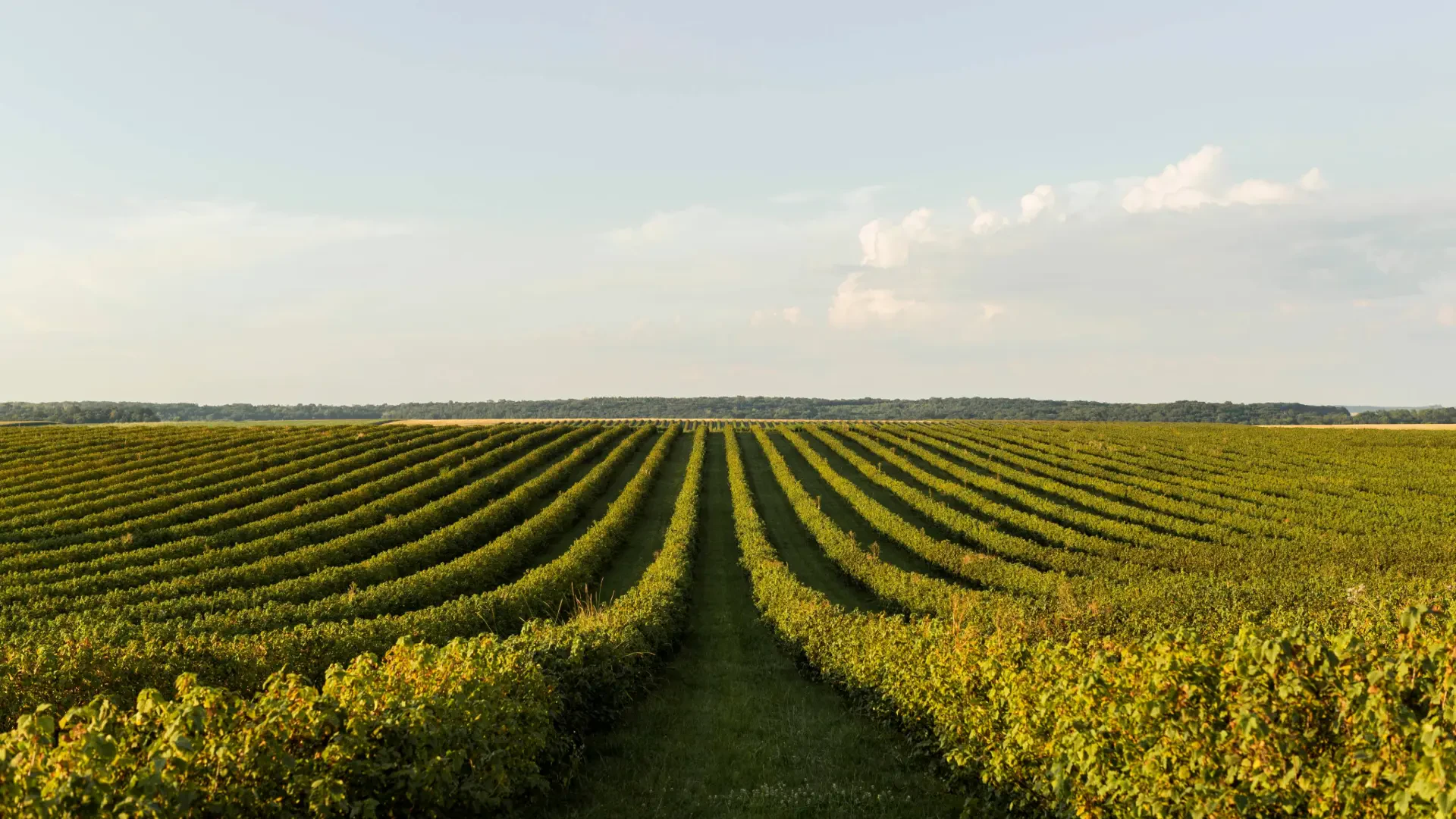 Efficient Infrastructure Solutions for Vineyard and Commercial Growers