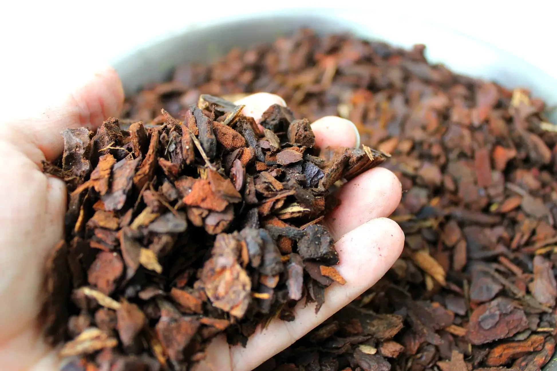Orchid bark explained: Why it is essential for healthy plant roots