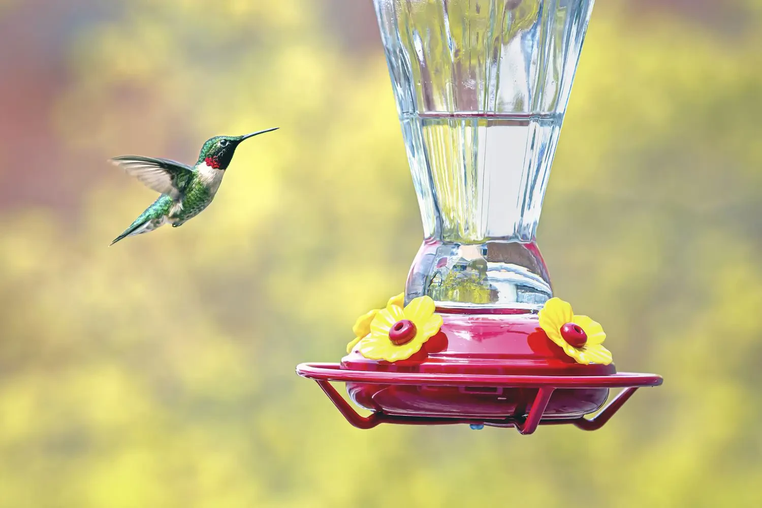 Choosing the best hummingbird feeder: Tips to attract more hummingbirds