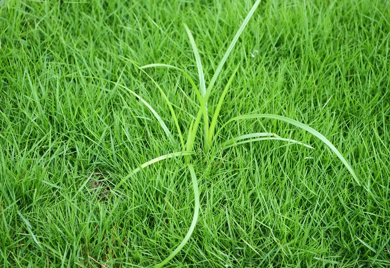 How to get rid of nutsedge naturally: Proven methods for lawn and garden