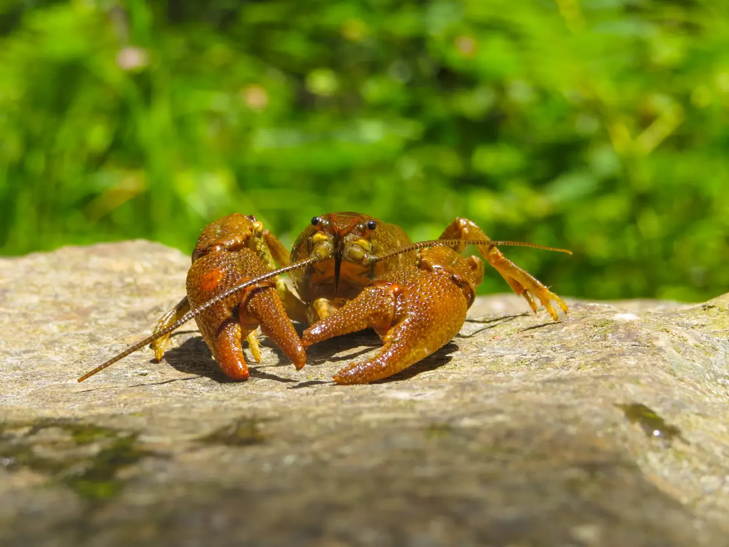 Crawfish problem? Proven ways to get rid of crawfish in your yard or pond