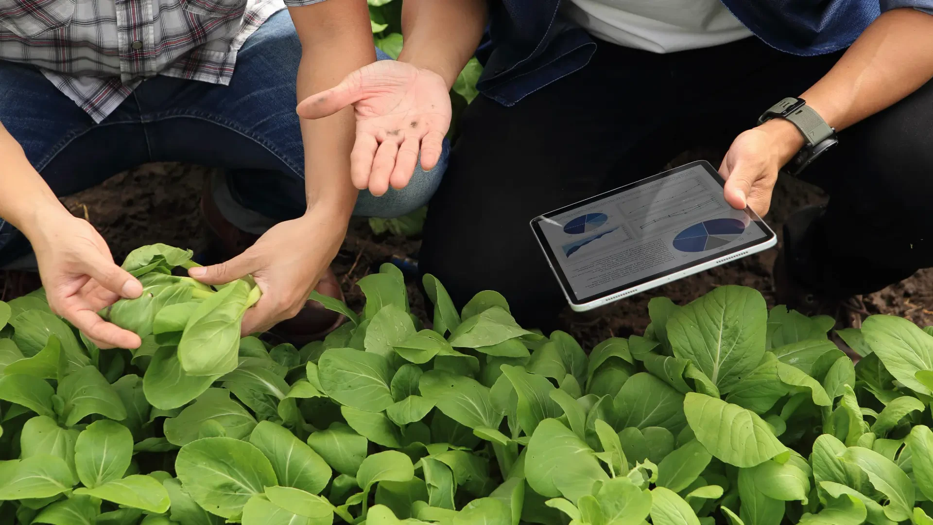 Enhancing Indoor Farm Productivity with CO2 Enrichment and Smart Climate Control
