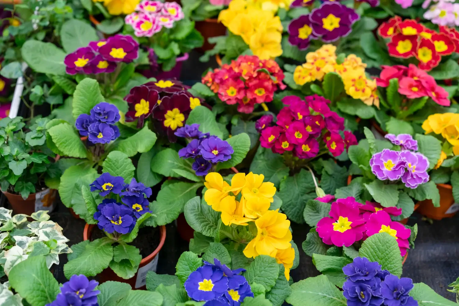 Beautiful Deer Resistant Perennials for a Worry-Free Garden