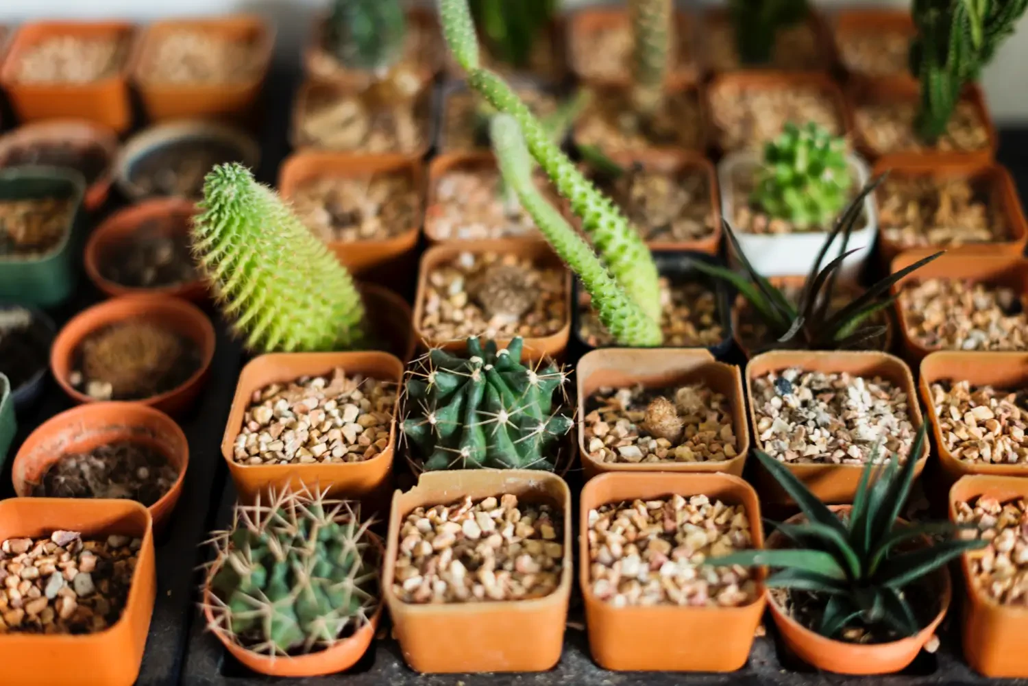 Nursery Pots Explained: Choosing the Right Size for Healthy Plants