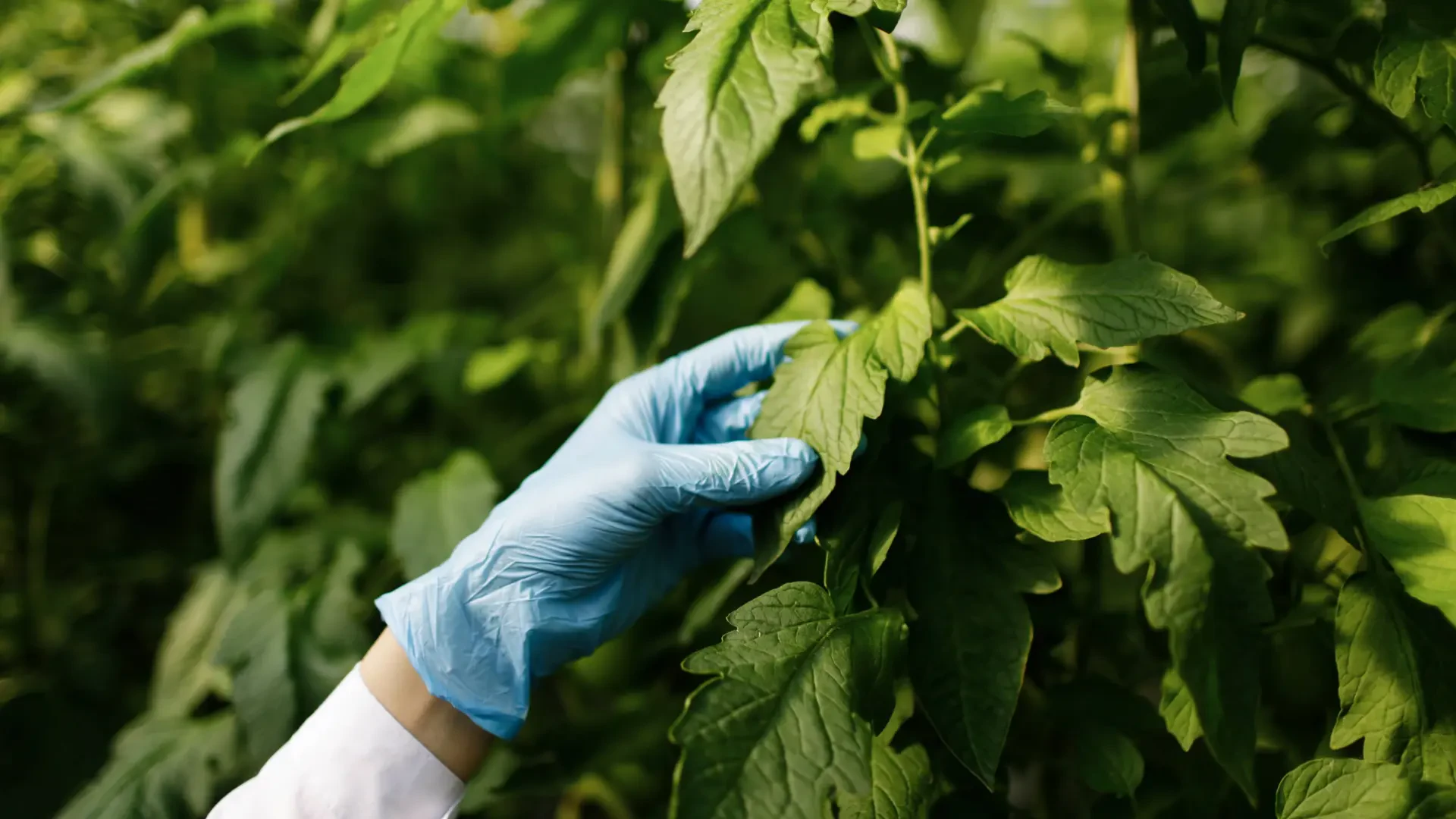 Biological Boost: Natural Solutions for Crop Nutrition and Pest Resistance