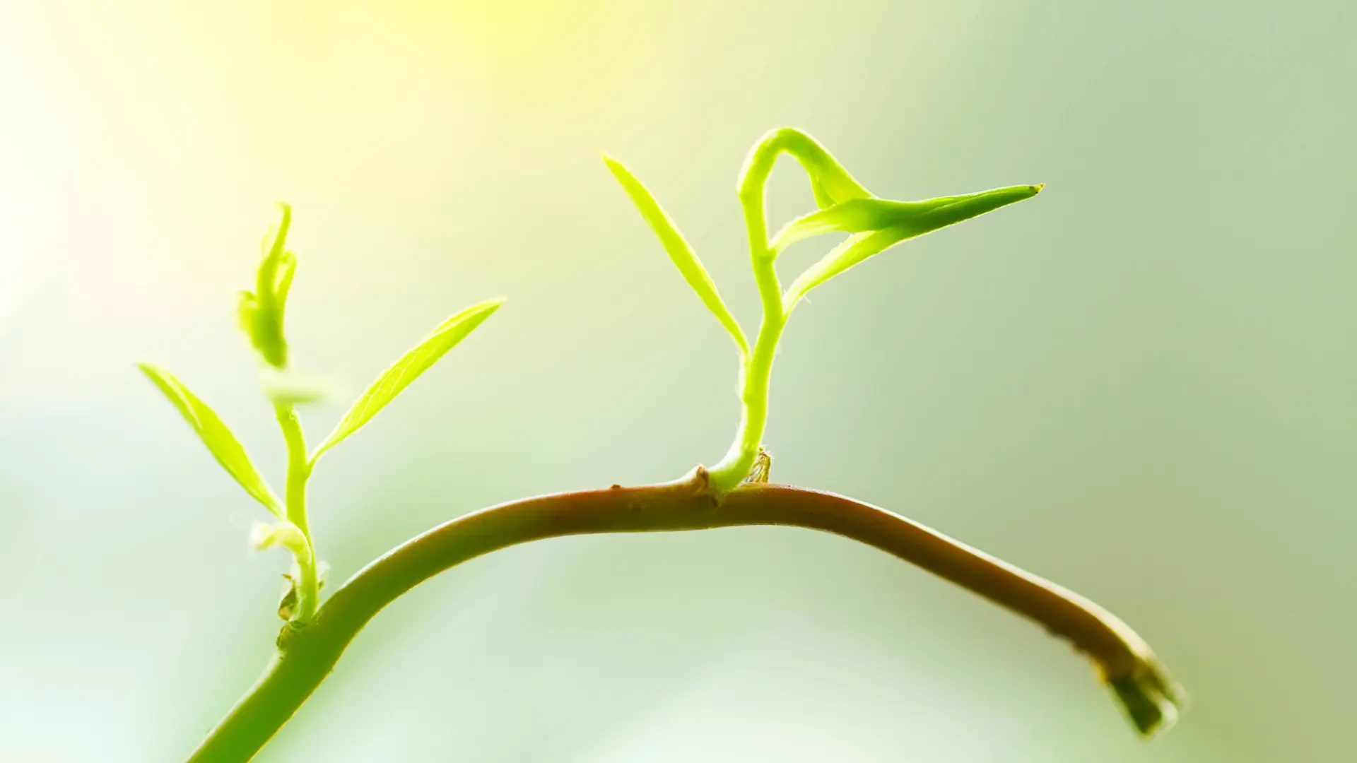 Boost Plant Health Naturally: Ocean Mineral Concentrates, Organic Castings, and Microbial Nutrients