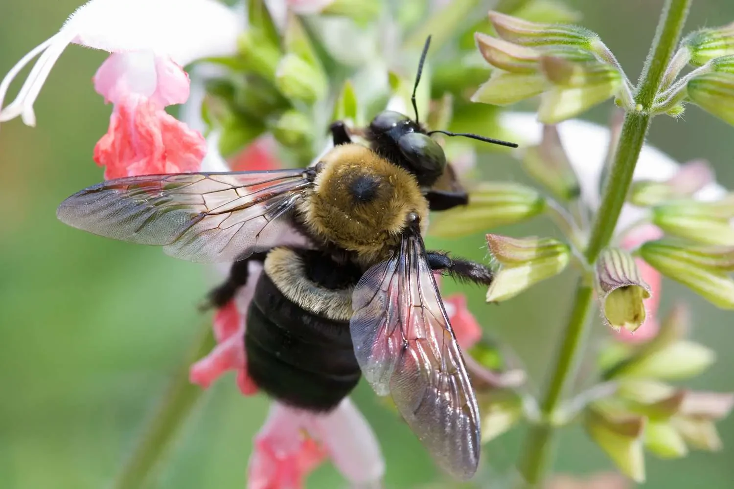 Carpenter Bee Traps: Smart Trap Ideas That Work