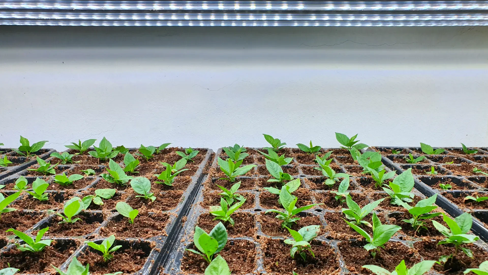 Elevate Indoor Growing: Top LED Lighting Solutions for Every Space