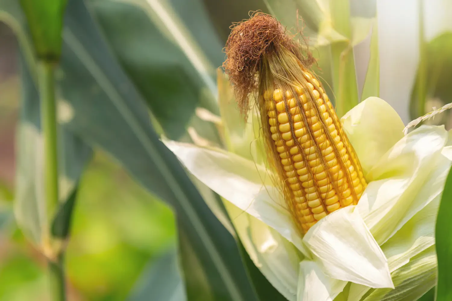 How to Plant Corn for a Bountiful Harvest: Easy Steps for Beginners