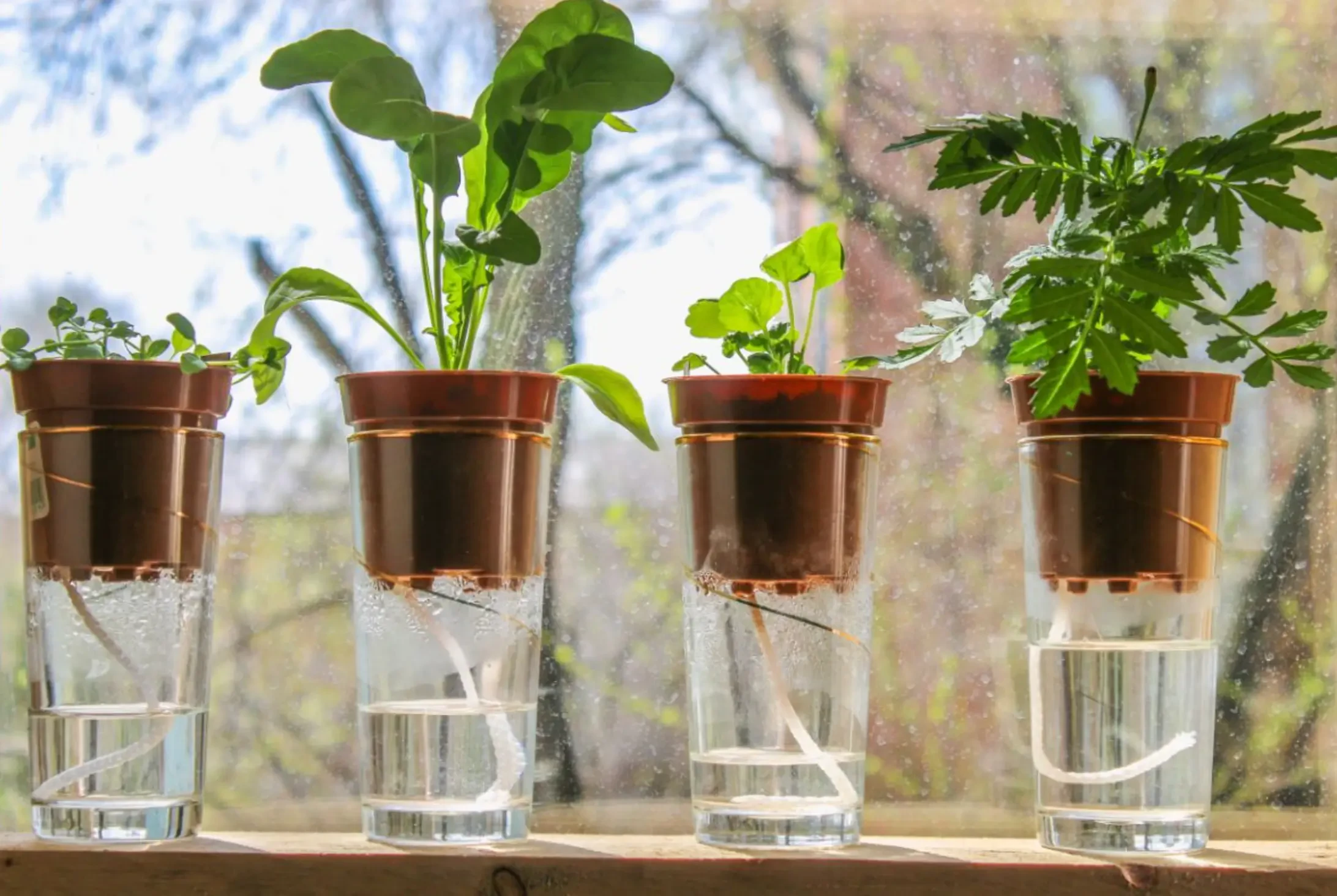 Self-Watering Planters Explained: Grow Thriving Plants With Less Effort