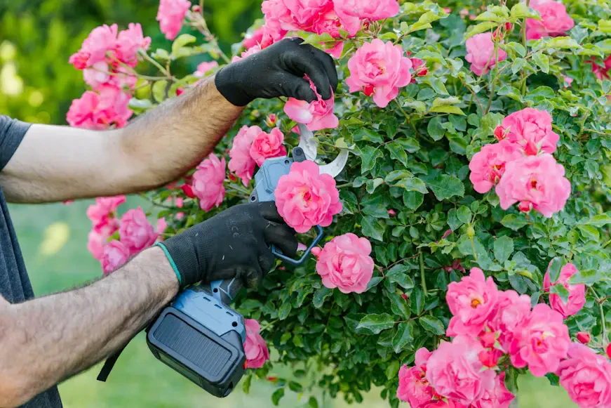 How to Prune Roses Like a Pro: Step‑by‑Step Guide for Stunning Blooms