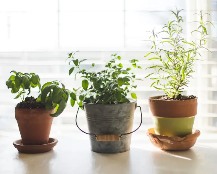 How to Grow Herbs Indoors Year‑Round: Simple Tips for Fresh Flavors