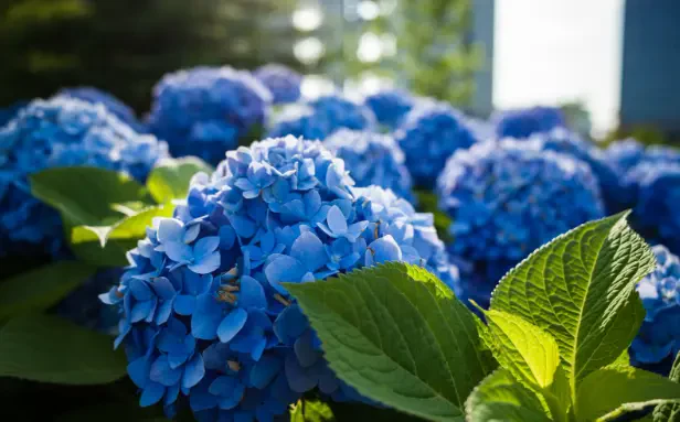 How to Prune Hydrangeas for Bigger Blooms: Tips for Every Type