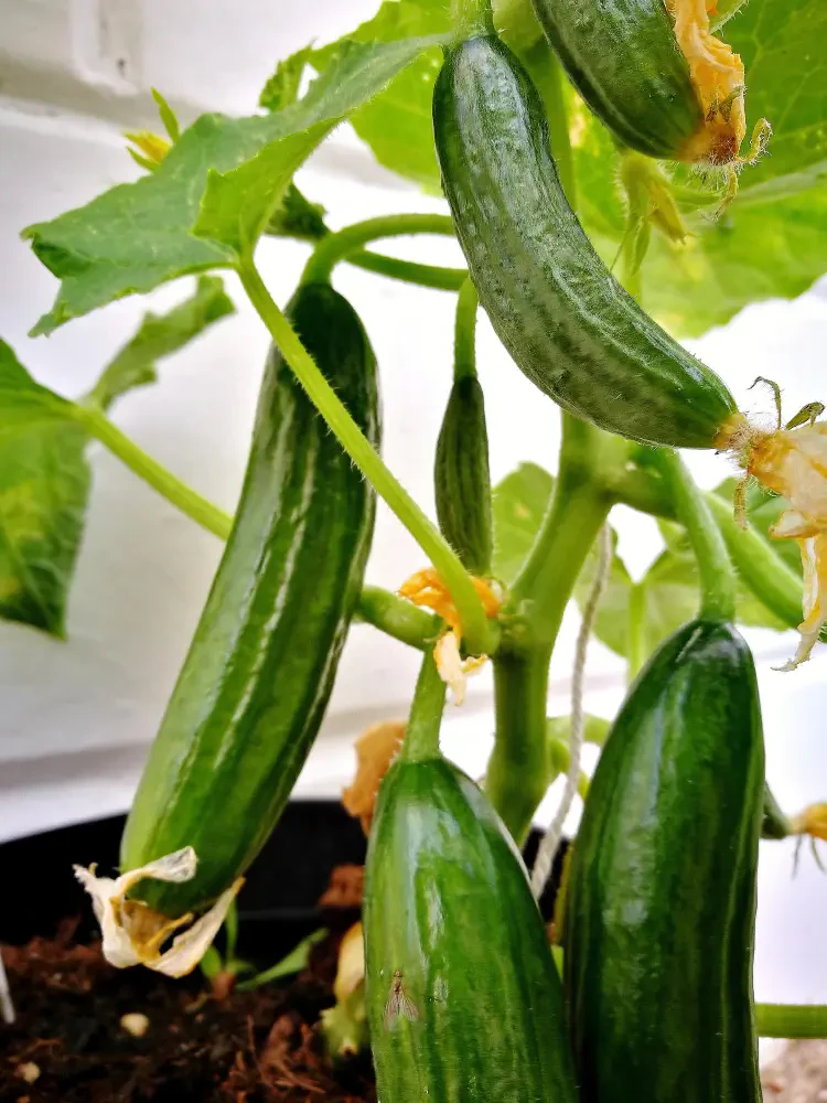 How to Grow Cucumbers in Pots: Easy Steps for Fresh Homegrown Veggies
