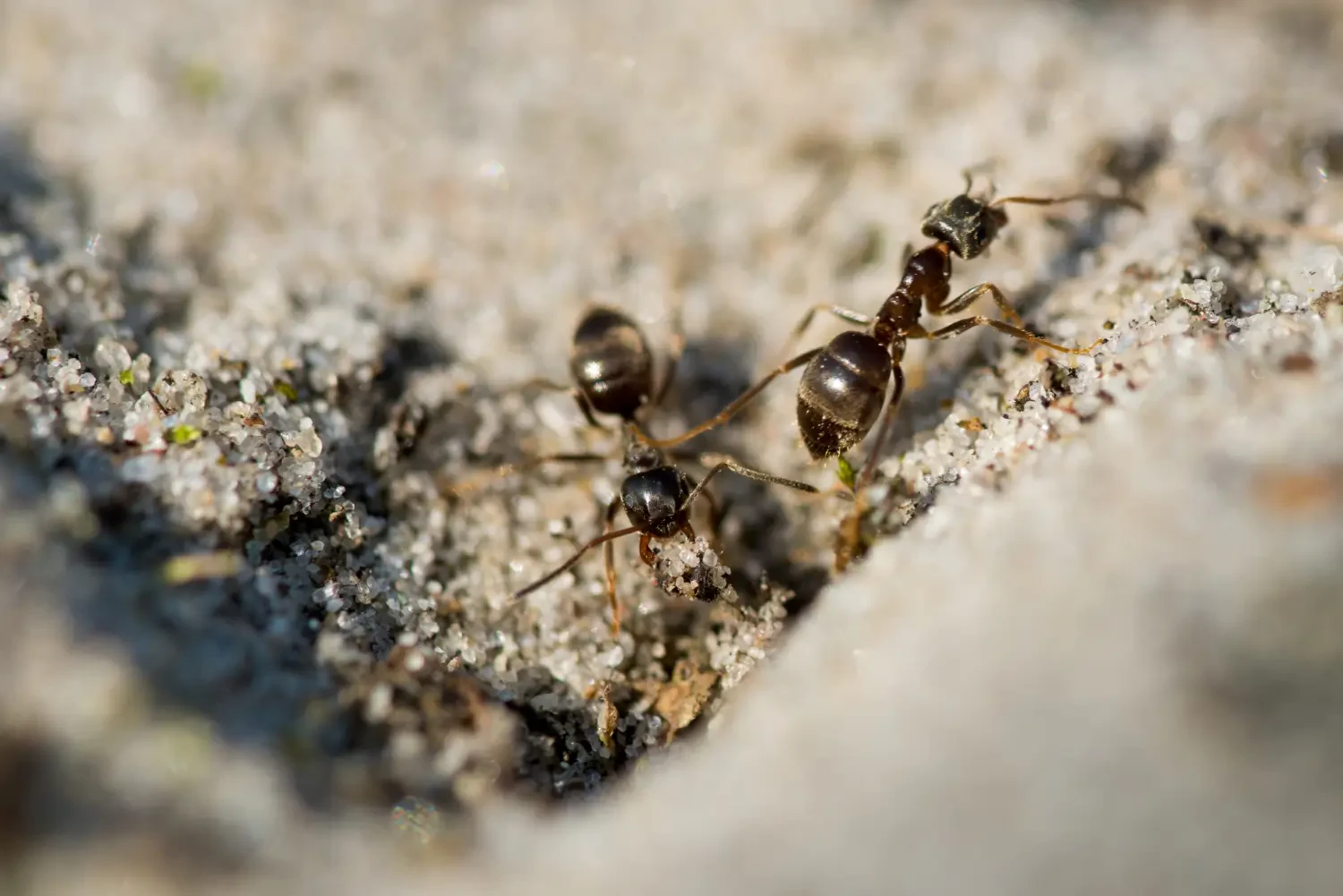 How to get rid of ants naturally: Safe and effective home remedies