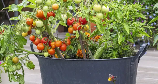 How to Grow Tomatoes in Pots: Tips for a Bountiful Container Harvest