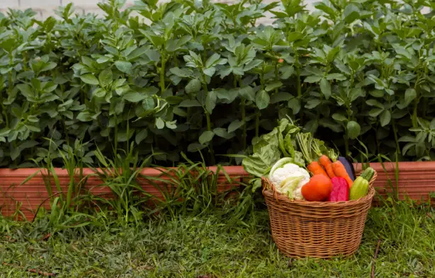 How to Start a Vegetable Garden: Beginners Guide to Growing Your Own Food