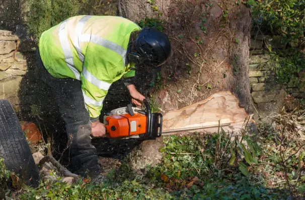How to Cut Down a Tree Safely: Essential Steps for Beginners