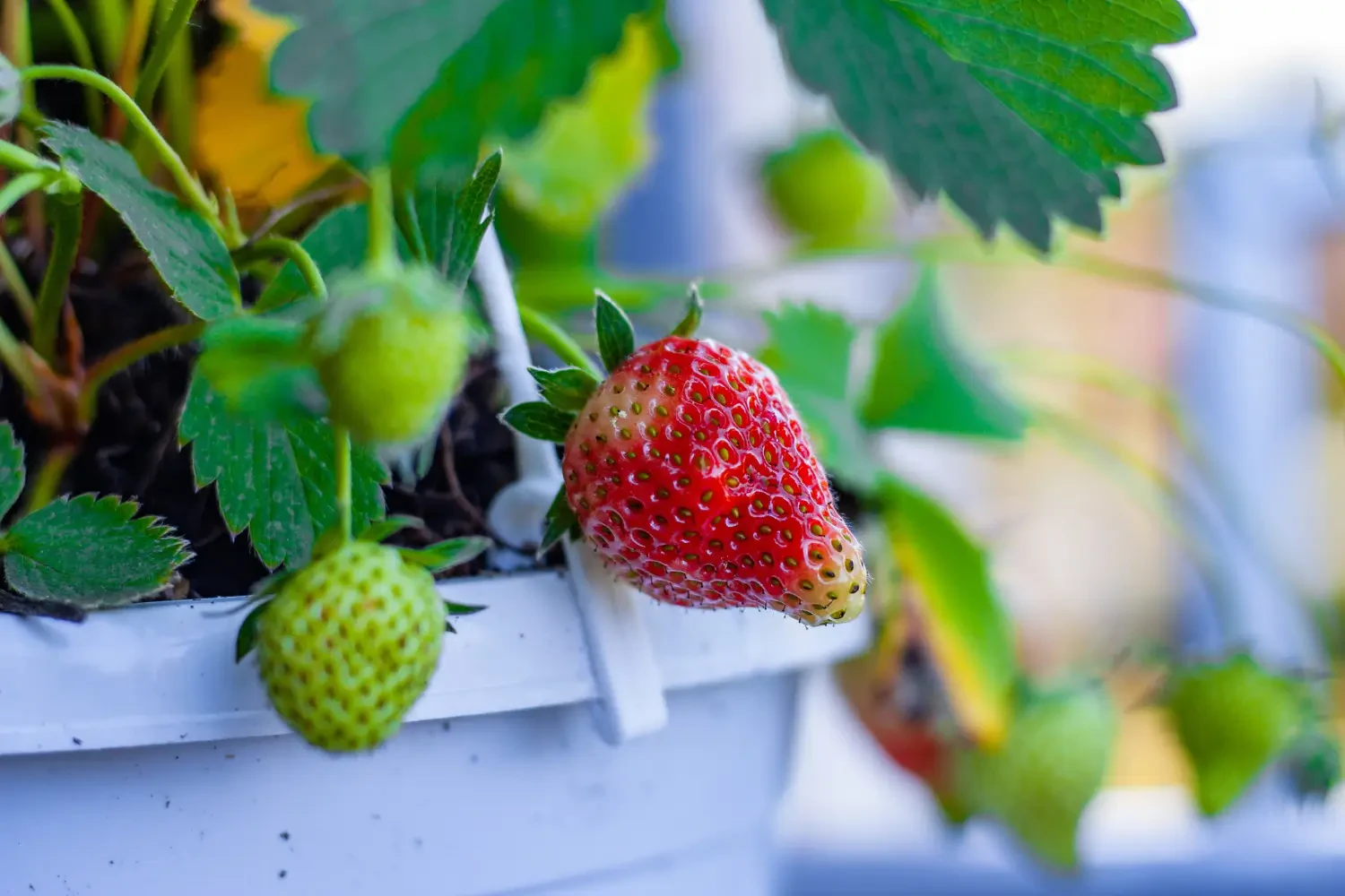 How to Grow Strawberries in Pots: Tips for a Bountiful Harvest