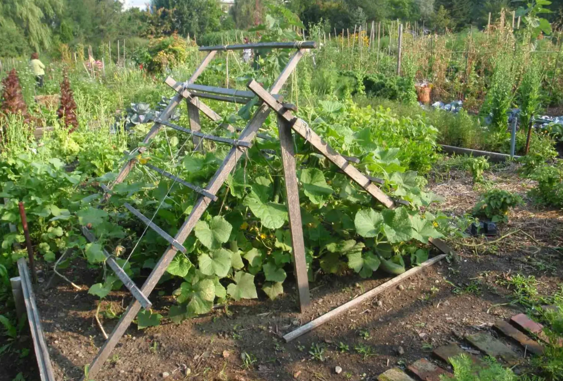 Creative Cucumber Trellis Ideas to Maximize Garden Space