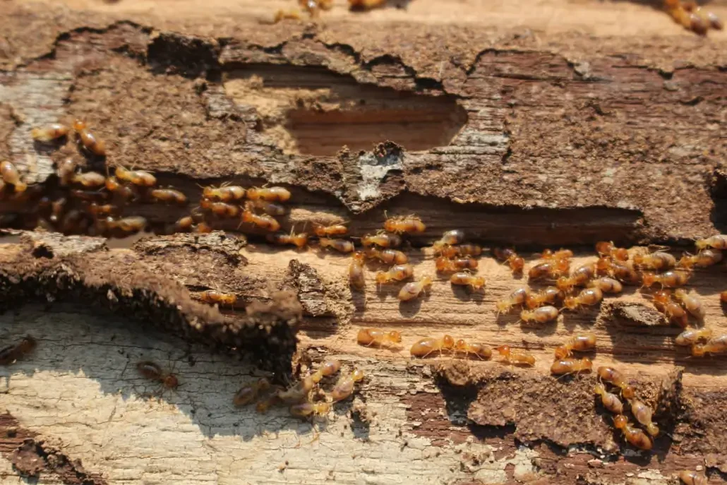 How to Get Rid of Termites Safely: Early Signs and Effective Treatment Options