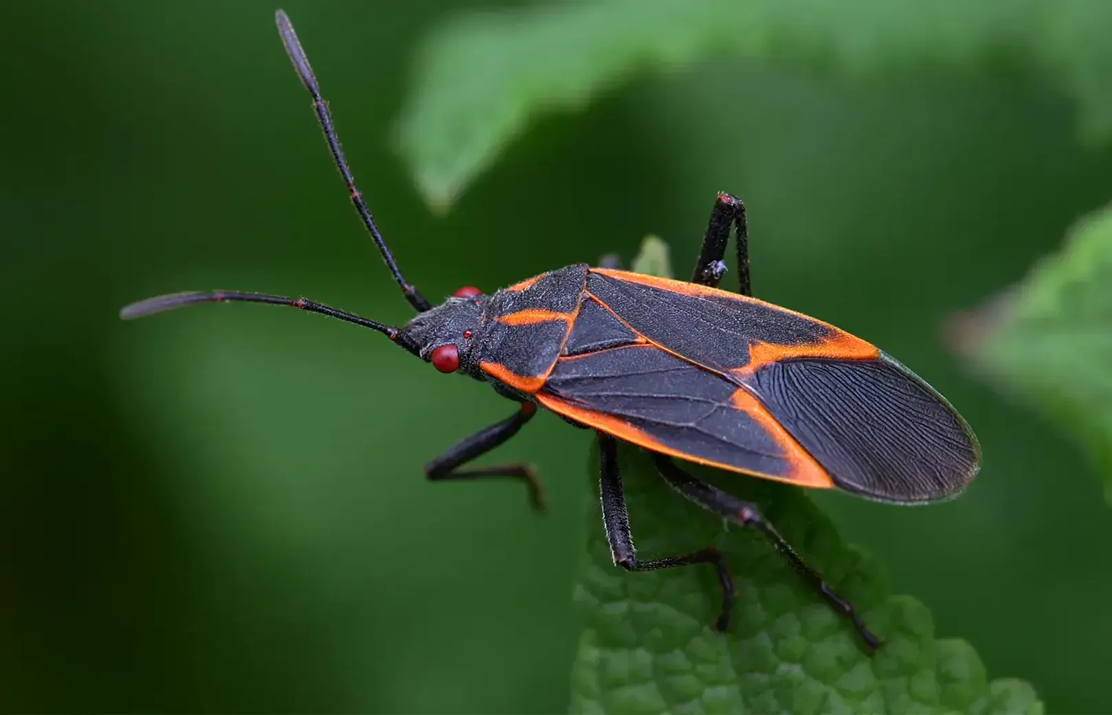 How to Get Rid of Boxelder Bugs: Easy Ways to Keep Your Home Bug-Free
