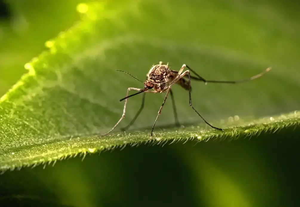 How to Get Rid of Mosquitoes: Proven Tips for a Bug-Free Backyard