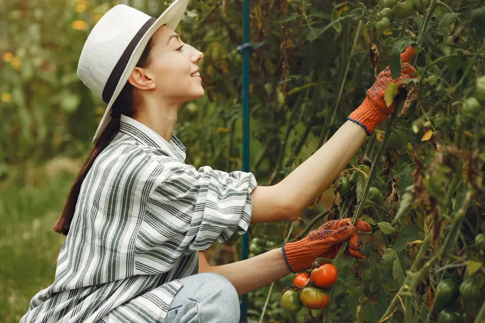 How to Prune Tomato Plants for Bigger, Juicier Harvests: Easy Tips for Gardeners