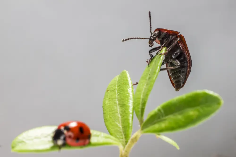 How to Get Rid of Ladybugs: Safe, Natural, and Effective Home Solutions