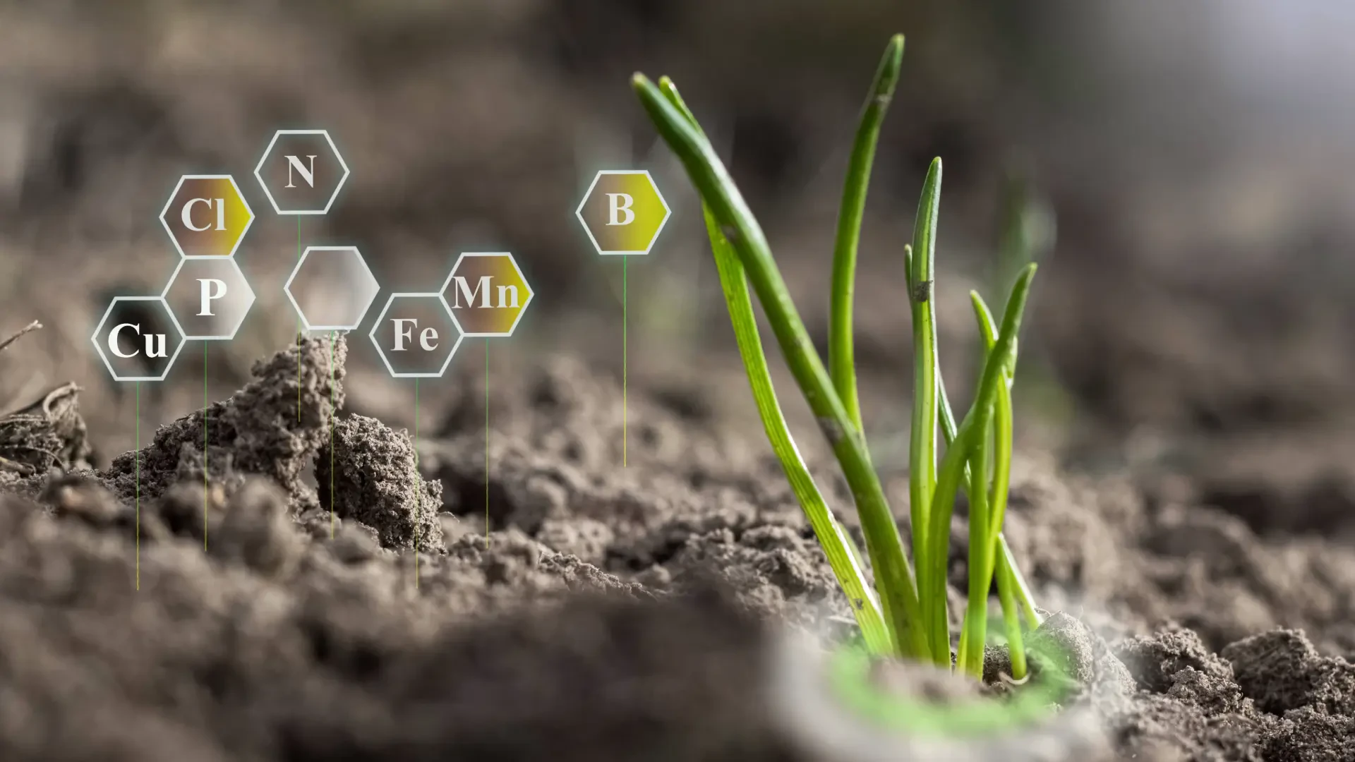 Advanced Organic Fertility Mineral Solutions for Healthier Crops