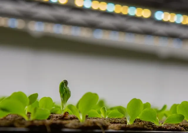 How to Grow Lettuce Indoors: A Step-by-Step Guide for Fresh Greens Year-Round