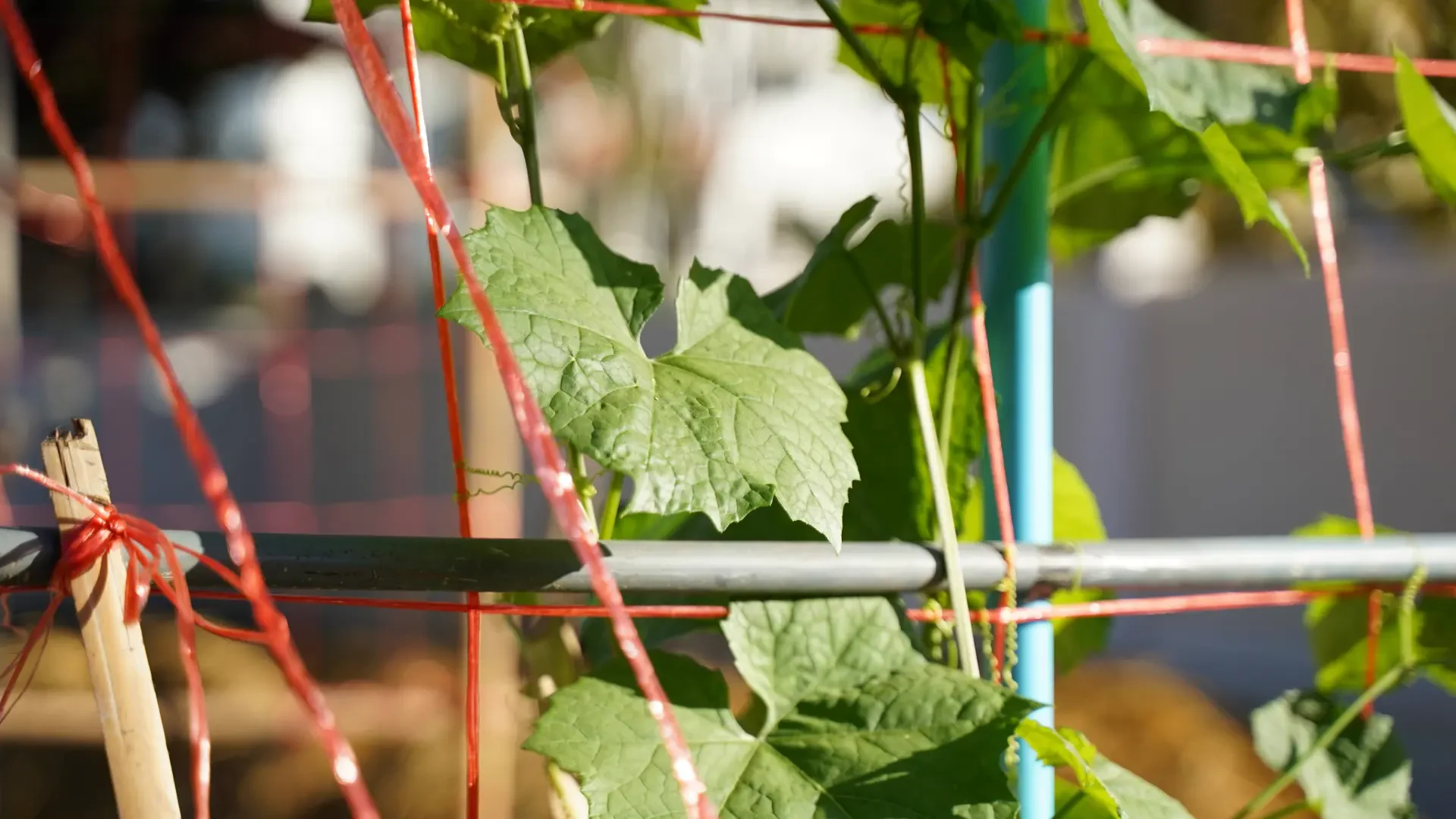 Smart Trellis, Irrigation and Water Tech for Modern Vineyards