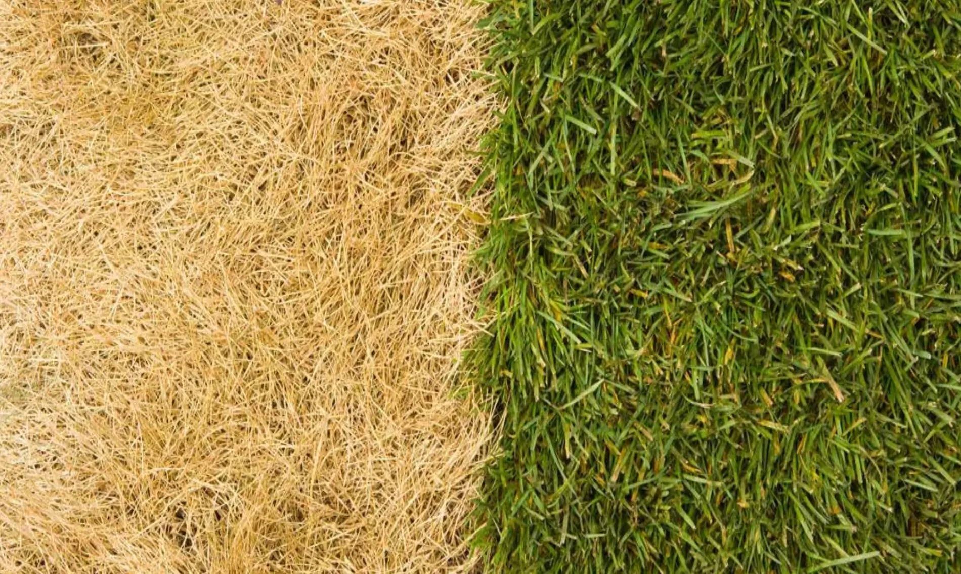 How to Repair Lawn Patches and Regrow Grass Fast
