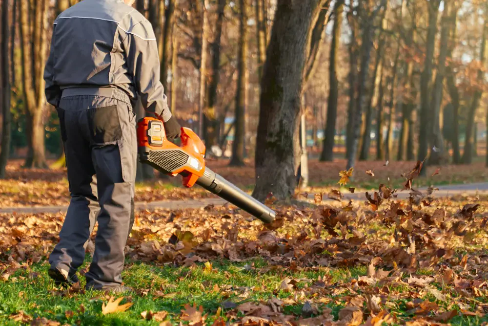 How to Remove Leaves Efficiently: Smart Yard Cleanup for Every Season