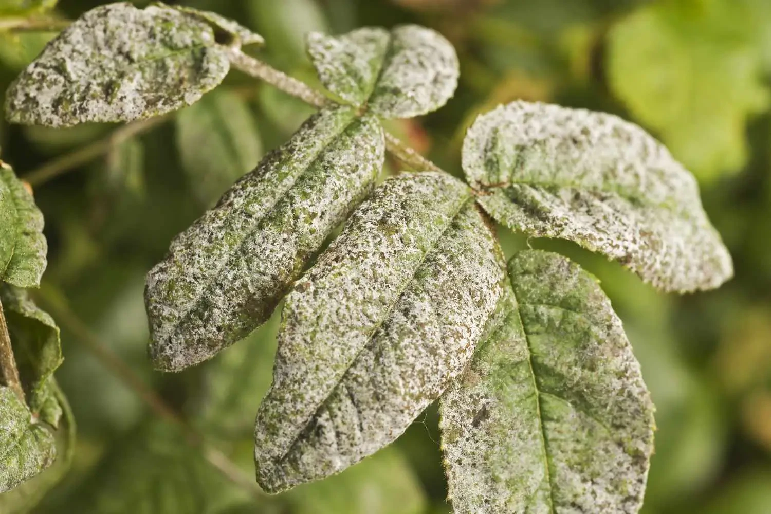 How to Get Rid of Powdery Mildew on Plants Naturally