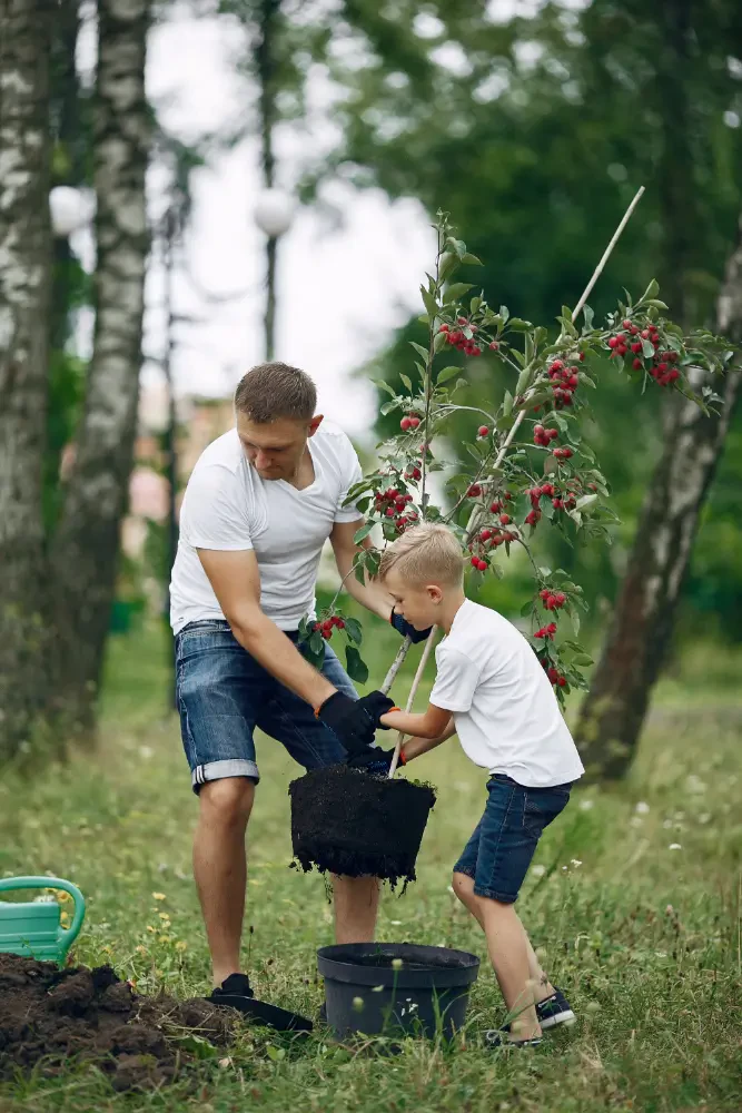 How to Transplant Mature Trees Without Causing Stress or Damage