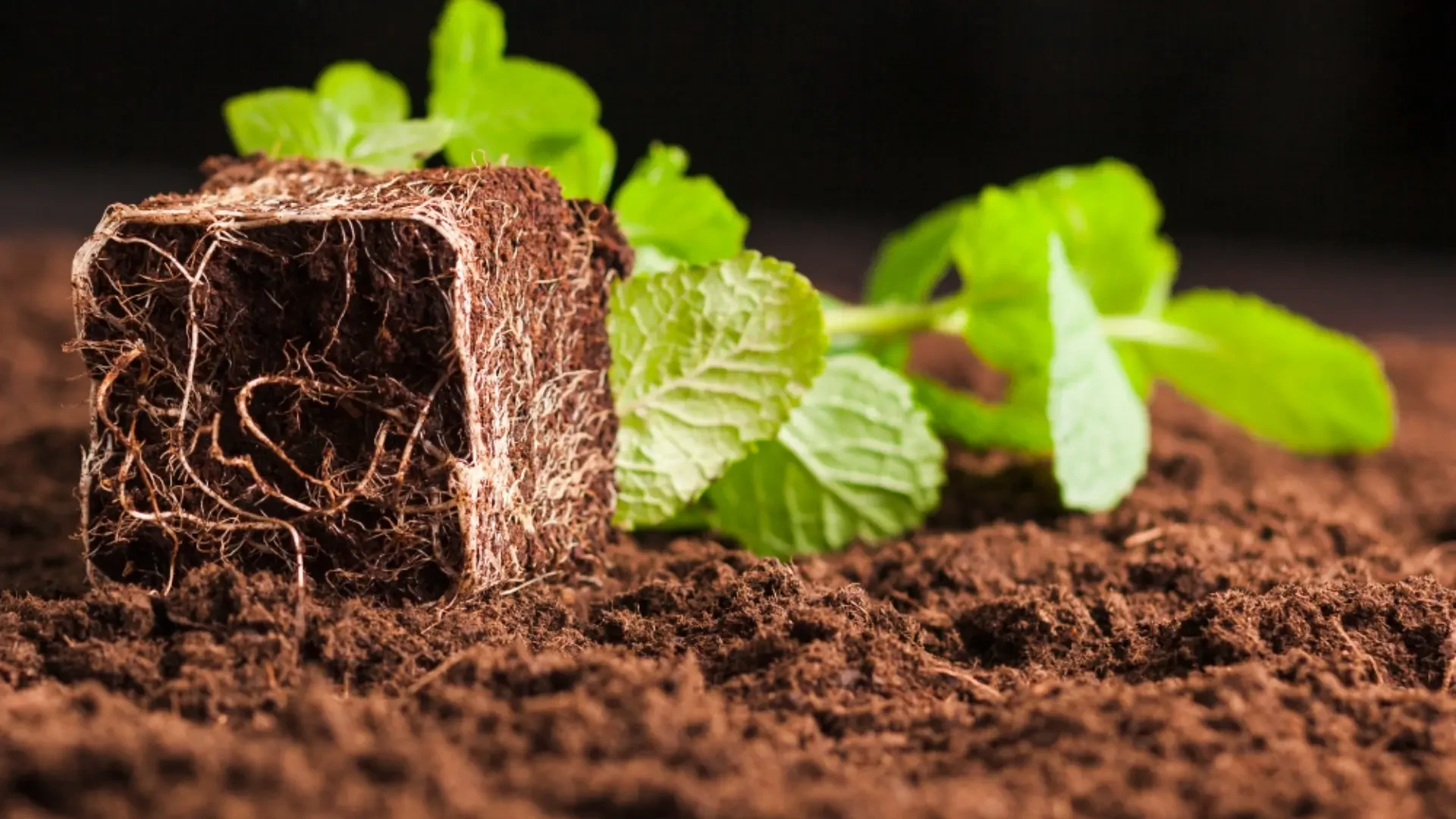 Next-Gen Organic Soil and Plant Nutrition Solutions for Healthier Yields
