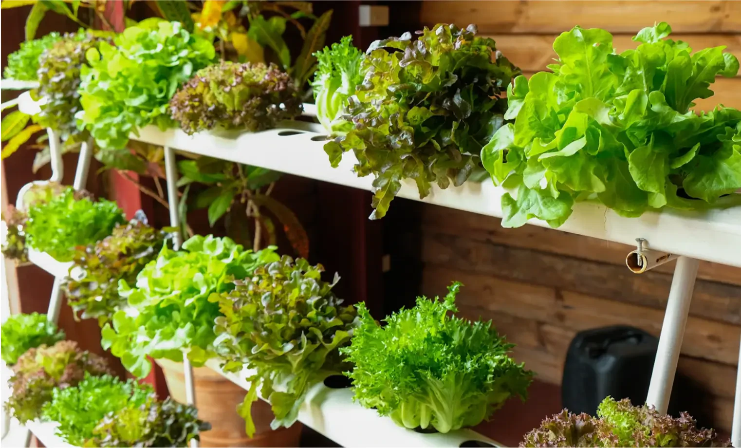 How to Set Up a Grow Room for Healthy Indoor Plants