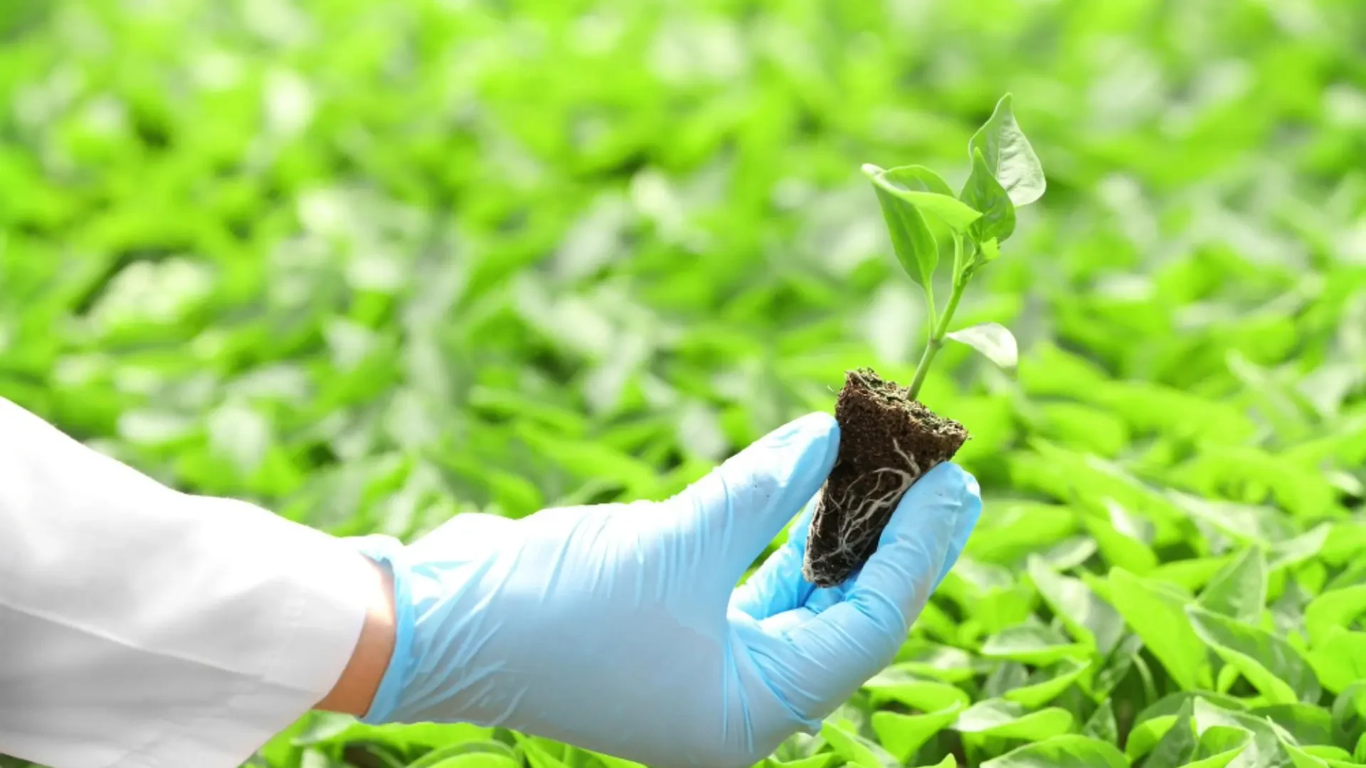 Next-Gen Agriculture: Exploring Nanotechnology, Precision Inputs, and Smart Containers
