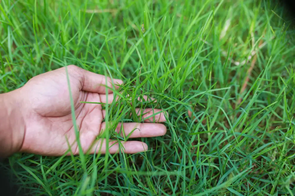 How to Choose the Right Grass Seed for Your Region and Climate