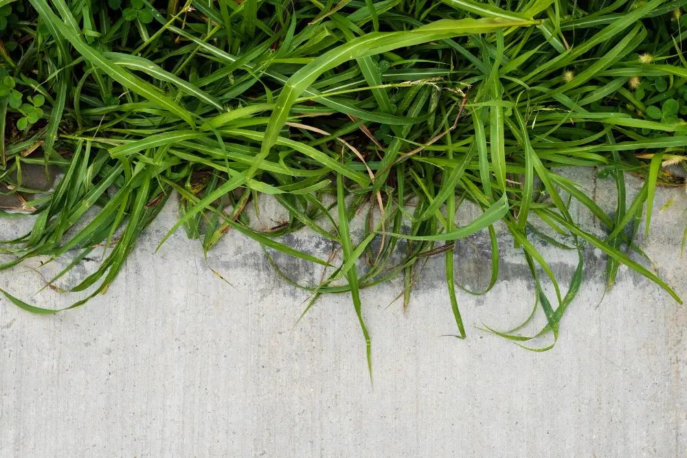 How to Control Weeds Without Chemicals for a Healthier Lawn