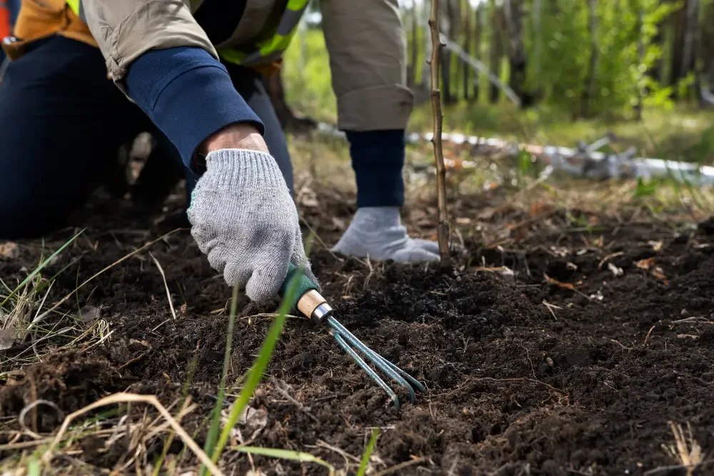 How to Maintain a Healthy Lawn During Drought 