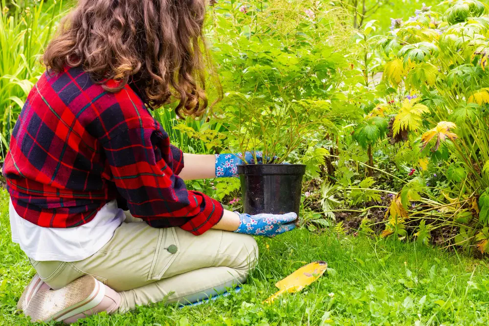 How to Prevent and Treat Common Lawn Diseases for a Greener Yard