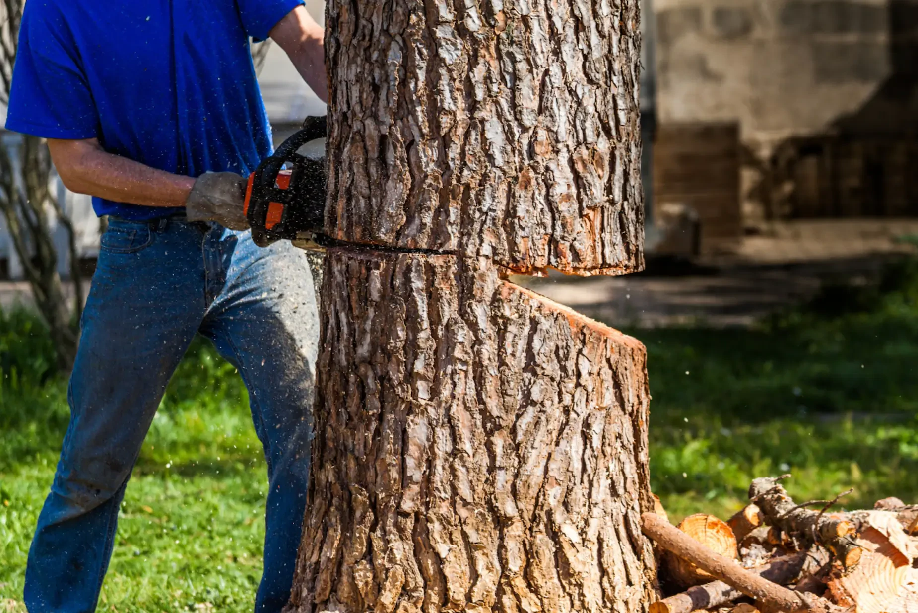 How Much Does Tree Removal Cost? Factors That Affect the Price