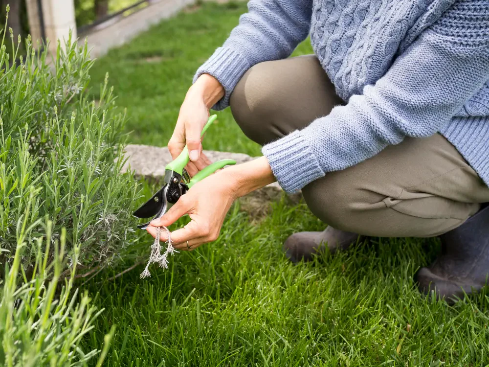 How to Revive a Dead or Patchy Lawn